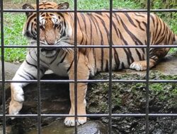 Pemkot Bandung Tegaskan Kebun Binatang sebagai Warisan Budaya, Bukan Sekadar Tempat Wisata